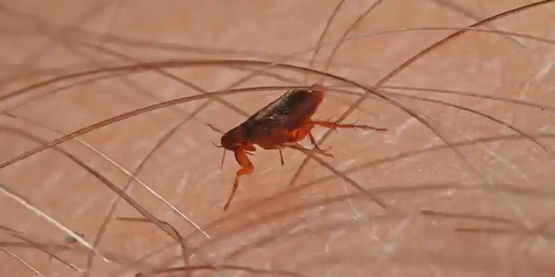 Flea Infestation in Arizona: Don’t Panic, Here’s What You Need to Do